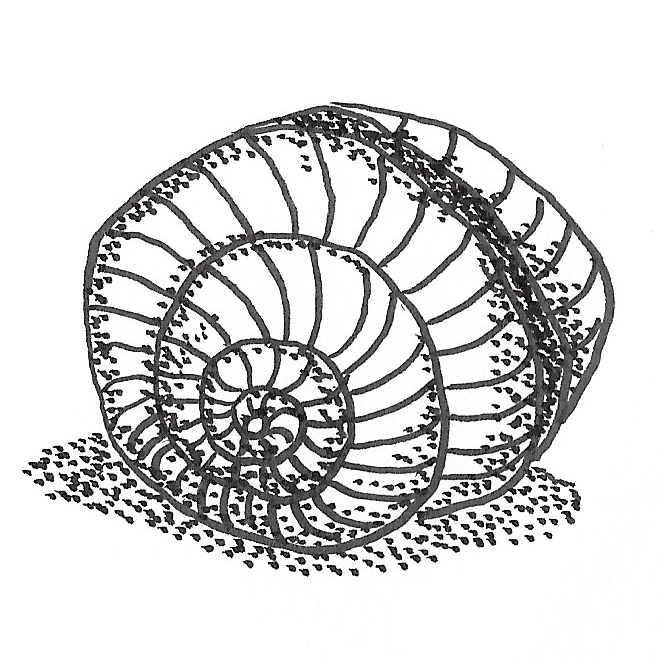Snail drawn in black lifework on white background with stipling as shade